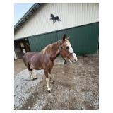 Reba - 14 YO Strawberry Roan TWH Mare