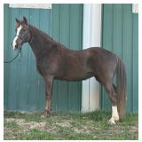 Dixie - 16 YO Liver Chestnut TWH Mare