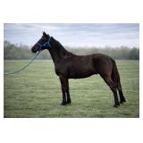 Jim & John - Coal Black Walking Draft Cross Colts