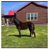 Little Bit - 8 YO Black Pony Mare