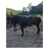 Rain - 8 YO Bay Standardbred Gelding