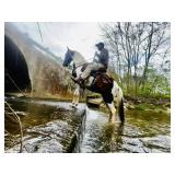 Oakley - 4 YO Black & White Gelding