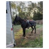 Silver Creek Why So Blue - Reg 8 YO Blue Roan Geld