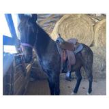 Waymore's Blues - Reg 2 YO Blue Roan TWH Gelding
