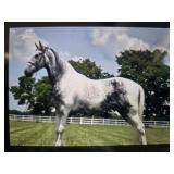 Silvers Outlaw Ace - Reg 8 YO Grey TWH Gelding