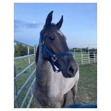 Country Blue Boy - Reg 3 YO Blue Roan TWH Gelding