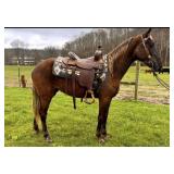 Dolly - 4 YO Chocolate Rocky Mtn Mare