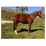 Elvis - 10 YO Chestnut MO Foxtrotter Gelding