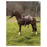 Harley - 8 YO Buckskin Crossbred Gelding