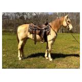 Henry - 10 YO Champagne KY Mtn Gelding