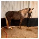 CF's Liberty Chief - Reg Rocky Mtn Gelding