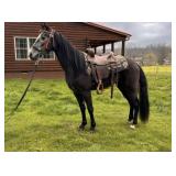 Goose - 4 YO Grey TWH Gelding