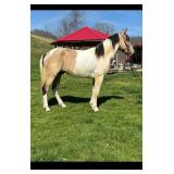 DJ - 5 YO Buckskin & White KY Mtn Gelding