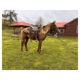 BF's Bo Did It Again - Reg 4 YO Rocky Mtn Gelding