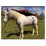 Cody - 8 YO Walkaloosa Gelding