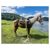 Chief - 3 YO Sorrel Flaxen Mane & Tail Gelding