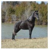 Culiaca'n - Reg 4 YO Gray TWH Gelding