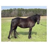 Black Beauty - 15 YO Black KY Mtn Mare