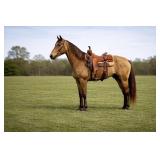 Cagle - 4 YO Buckskin Gelding