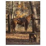 My Touch Of Jazz - Reg 3 YO Sorrel TWH Gelding