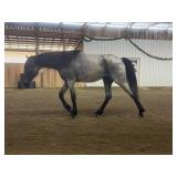 Dandy's Blue Ace - Reg Blue Roan Foxtrotter Colt