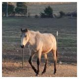 Rowdy's Little Abner - Reg Buckskin MO Foxtrotter