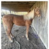 Real Deal Holyfield CTF - Reg Flax Sorrel TWH Stud