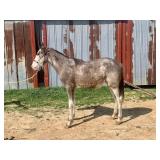 Grade Yearling Gray Sabino Stud Colt