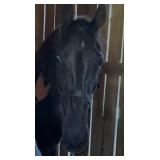 Jimmy Pockets SM - Reg 2 YO Blk TWH Stud Colt