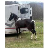 Circle K's Little Wolf - Reg Tobiano TWH Gelding