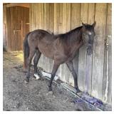Dragon Choo - Reg 2 YO Black TWH Stud Colt