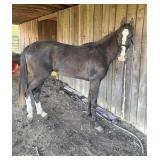 Honors Silver Dollar - Reg 2 YO Roan Stud Colt