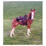 Willow - 5 YO Chromed Sorrel Cross Mare