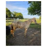 Forrest - 11 YO Champagne Gelding