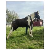 Smokin Spotted Ritz - Reg 2 YO Black Tobiano Colt