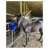 Grace-A-Mighty - Reg 2 YO Black TWH Mare