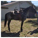 Blue - 6 YO Blue Roan TWH Gelding