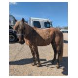 Charlie - 15 YO Chocolate Rocky Mtn Gelding