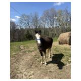 Angel - 2 YO Black Roan & White Spotted Mare