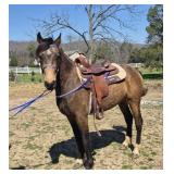 Viper's Rowdy Fury - Reg 6 YO Racking Gelding