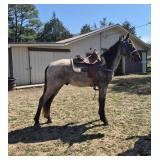 McCurdy's Big Blue - Reg 5 YO Blue Roan Gelding