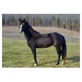 A Dollar For Dallas - Reg 5 YO Blk Roan TWH Mare