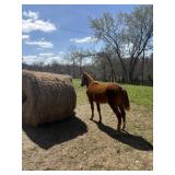 Brandy - Yearling Chestnut Filly