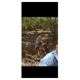 Ringo  - 6 YO Red Roan Gelding