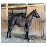 Bill -  Coming 2 YO Black Gaited Stud Colt