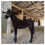 Dolly - Coming 2 YO Black Gaited Filly