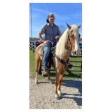 Sunshine - 4 YO Dark Palomino Roan Mare
