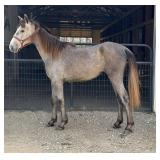 Lucy - Coming 2 YO Rose Grey Gaited Filly