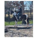 Patches - 10 YO Black & White Spotted Geldlng