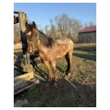 Ole Red -5 YO Bay Roan Trotting Bred Cross Gelding